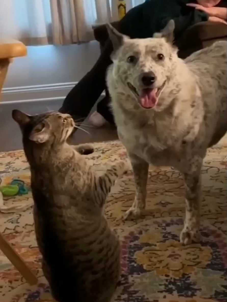 funny cat videos #cat #catsoftiktok #foryou #fyp #foryoupage 