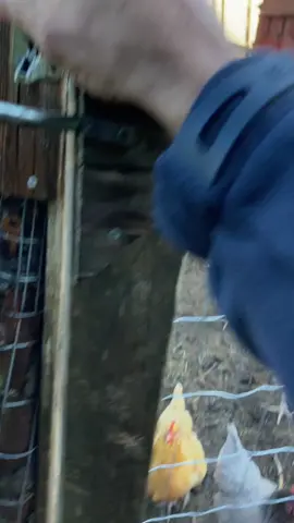 #homesteading #alaska #bearfootgardens #chickenfarmer 