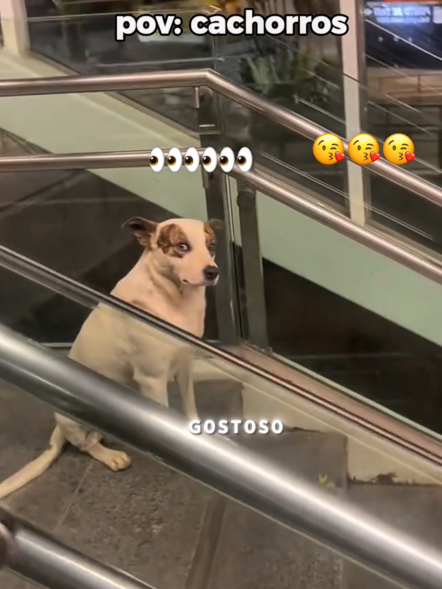 cachorros - dogs 😅❤️| #dog #pov #funny #viral #moments #perolas