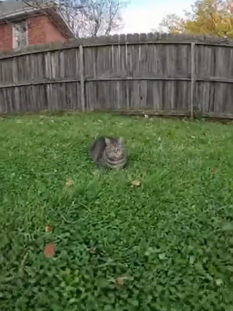 Ai is getting way too real🥶 #cat #sora2 #ai #funny