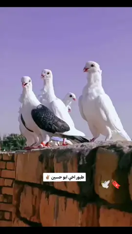 #رافل #فكات_طيور @علي غالب 