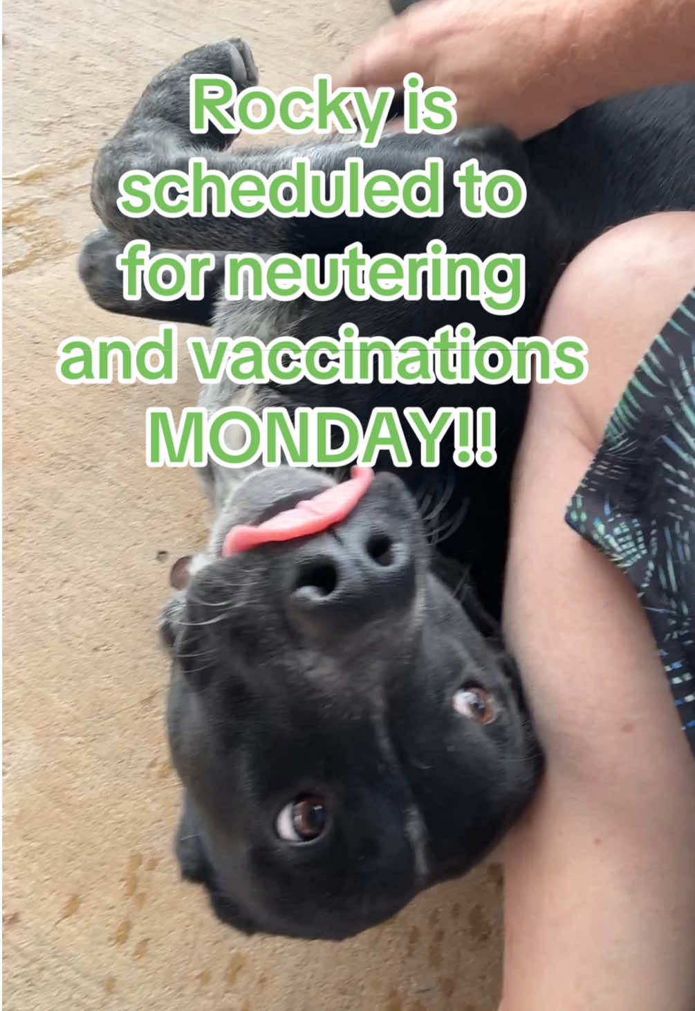 #501c3 #Rescue #adoptdontshop #donations #Love 