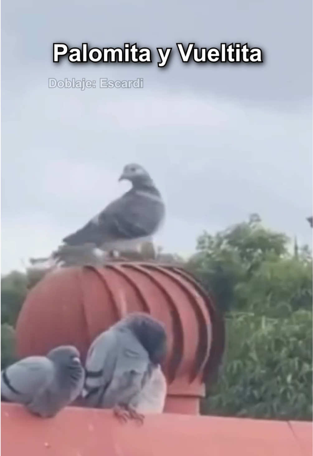 Palomita y vueltita 🕊️🤣 #parati #escardi  