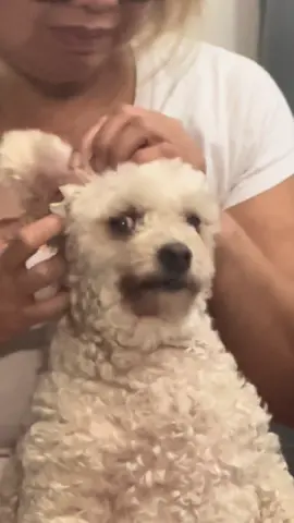 My mom cleaning her poodle’s ears, haahahahahaah such a human! For licensing or usage, contact licensing@viralhog.com #poodle #poodlesoftiktok #doggrooming #cute #dog 