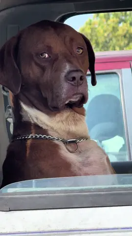 There’s a human soul in that dog body. I can’t even right now. lol and it’s a She! #dogs #funny 