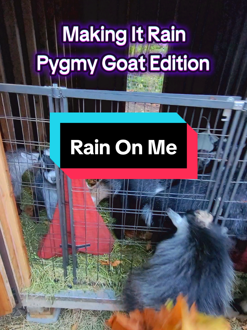 Oregon maple leaves are raining down on us nonstop these days but the boys love to make it rain on the does whenever they get the chance. #2025showseason #showgoats #pygmygoats #lifeofashowdoe #goattok #lifeofashowbuck #forestlife #oregon #pnw #pacificnorthwest 