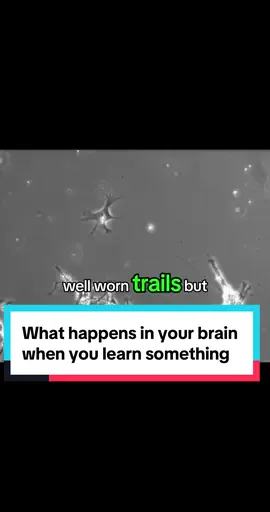This is how our brain grows everyday! This is what happens everytime we learn something new 🤯 what should I talk about next??? #education #brain #stem 