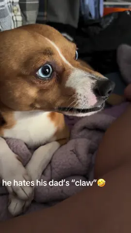 he’s just smiling 😁 definitely mommas boy❤️ #basenjisoftiktok #terrier #dogsoftiktok 