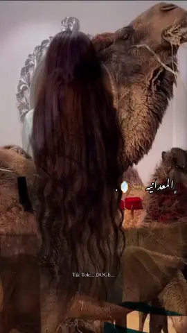 🦌🪞♥♥♥♥🔥#تصميم_فيديوهات🎶🎤🎬 #اكسبلورexplor #foryoupage #creatorsearchinsights #سرتنا_سرت_ليبيا💚🌻 