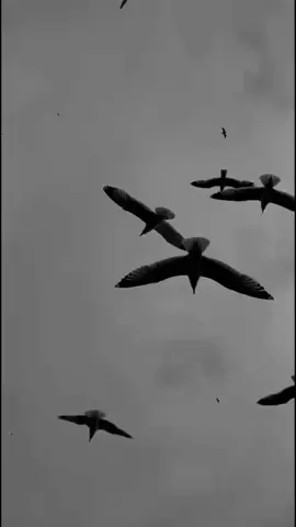 Özür dilerim. #amo988 #fyp #kesfetbeniöneçıkart #goviral #fypシ゚ 