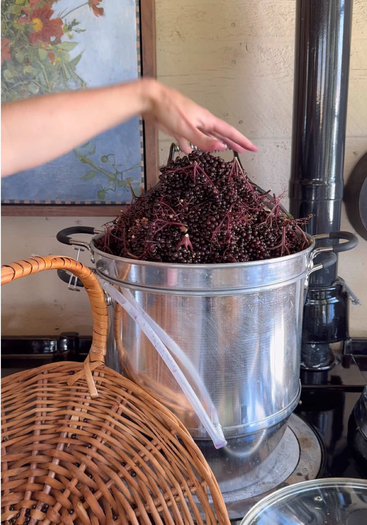 Juicing Elderderries today. These are all from our 1 bush. Incredible harvest this year. Made a cordial with lemon and honey. 