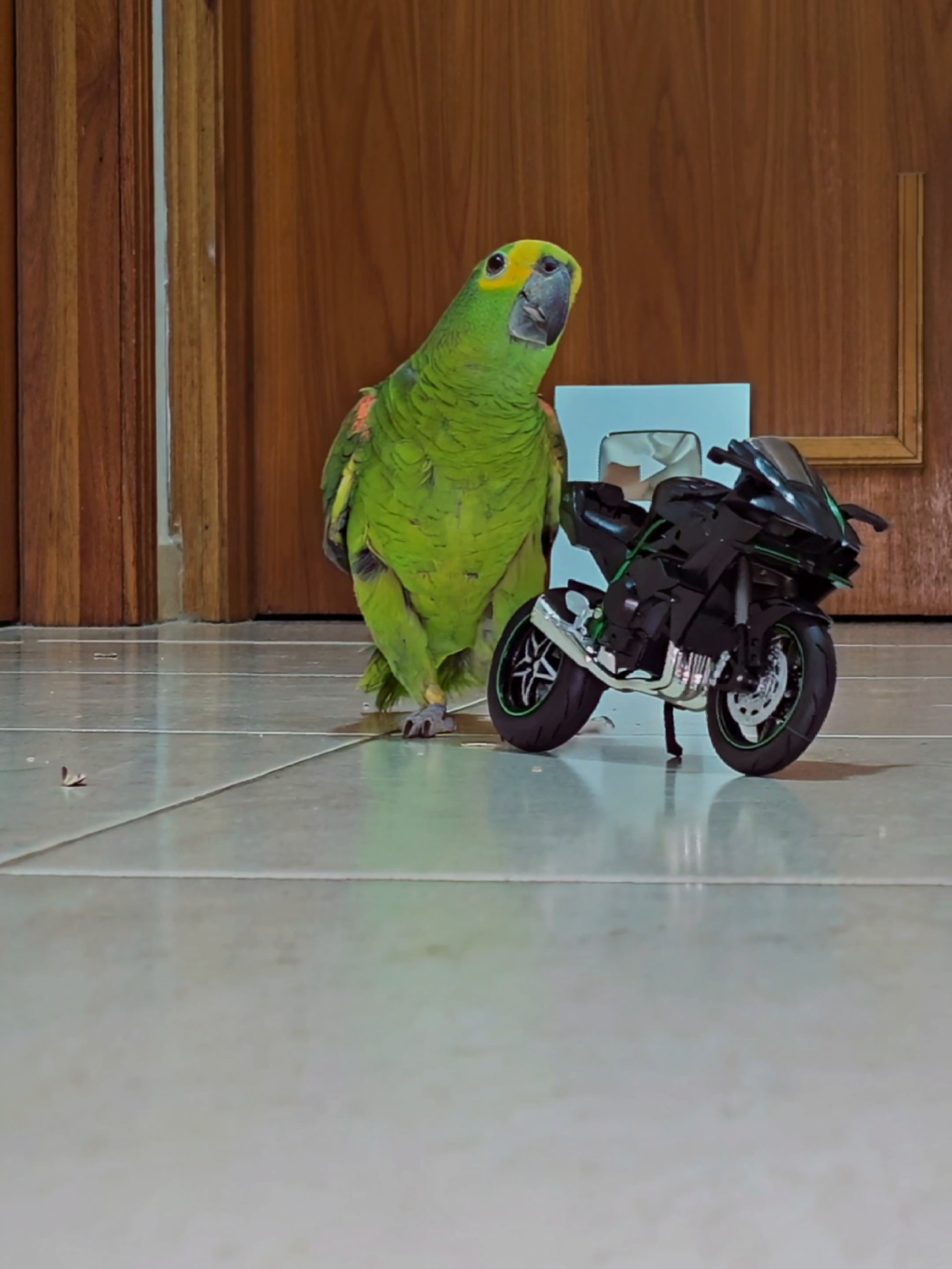 🏍 Motorcycle Parrot 🦜 #birdsoftiktok #PetsOfTikTok #motorcycle #moto #graudemoto 