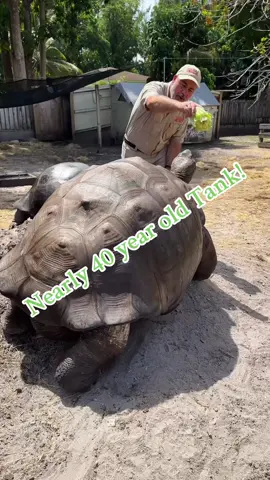 Bernie is only 39 years old and he’s already looking like an absolute tank 🤯 these guys can get massive and can easily weigh over 500 pounds shocked 👀 the wildest fact about these tortoises is that they are able to survive without food and water for over a year 😱 that is just unbelievable, they maybe slow but they’re tough guys! It can take them up to 3 weeks to digest their food! 🍱 