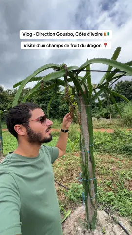 Je découvre pour la première fois un champs de fruit du dragon ! 🐉  Je suis à Rubino, Côte d’Ivoire dans une exploitation agricole 🚜 Vous saviez que la Côte d’Ivoire était un producteur de ce fruit ? 😋 #abidjan225 #tiktokcotedivoire #raphabidjan #activiteabidjan #tourismecotedivoire 