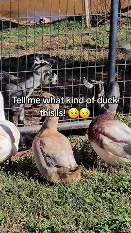 What kind of duck is this? #Homestead #Homesteading #Survival #Doomsdaypreppers #Jesterdooms @The 