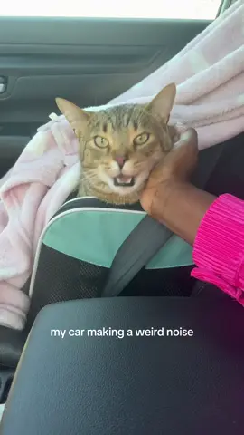 Help 😭 #fypシ #cattok 