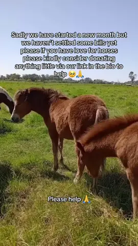 Sadly we have started a new month but we haven’t settled some bills yet please if you have love for horses please kindly consider donating anything little via our link in the bio to help 🥺🙏#fyyyyyyyyyyyyyyyy #fyp #fypシ #page #sad #tiktok #Love #viral #horses 