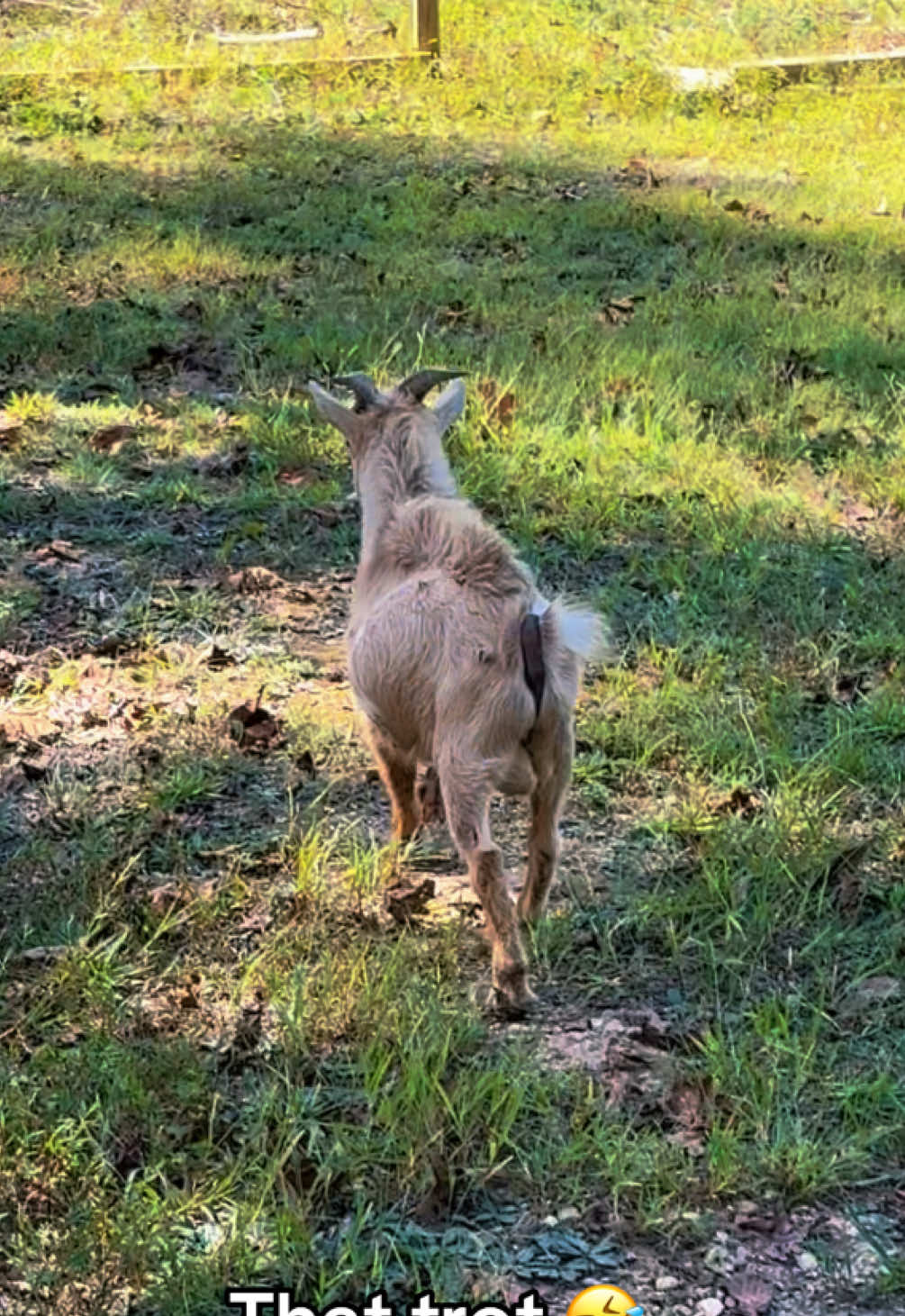 #goatsoftiktok #malegoat #nigeriandwarfgoats 