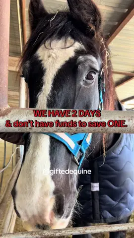 The dark side of the industry.. the forgotten, abandoned & abused. In just 2 days we will boots on the ground helping the horses we can, with the funding that comes in. Which means we NEED you, I know it’s a small ask to ask for just $5. But there is so much power in community… the hands of many make for light work. 
