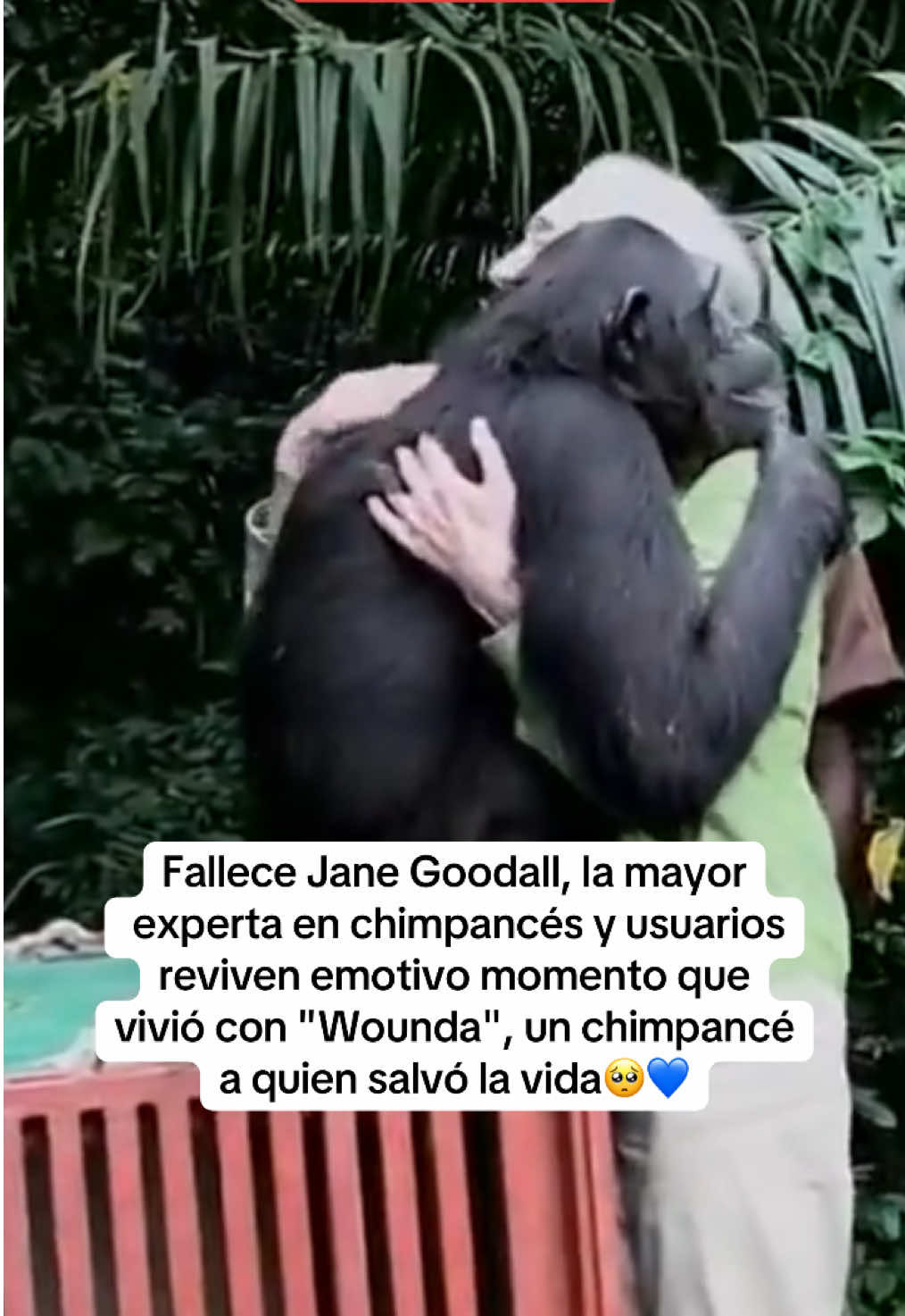 Jane Goodall, era una etóloga británica y considerada la mayor experta mundial en chimpancés. El día de hoy falleció a los 91 años y muchos usuarios recordaron este emotivo momento. 🥹💙🐵 #janegoodall #chinpace #animalestiernos #emotivosmomentos 