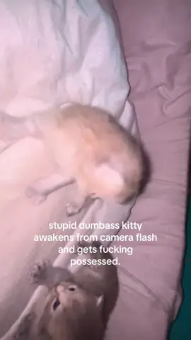 deadass me when i cant sleep #spirituality #kitten 