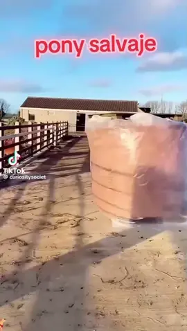 me costó#fyppppppppppppppppppppppp #caballos #ponysalvaje