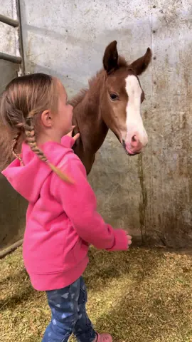 Little boy saw Mayzee and was mesmerized by her, following her all around the stall! #horse #viral #fyp #foal #Love 