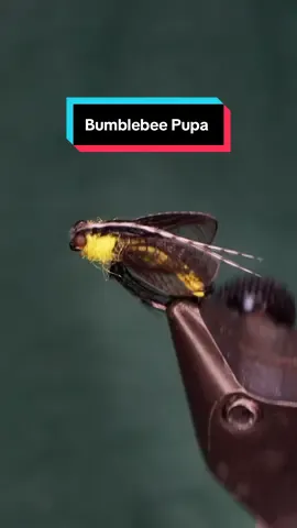 The bumblebee pupa.. What a stupid fly 😂😩 Hook: Ahrex FW541 size 12 Thread: TheFlySmith 32D gsp and 12/0 traditional  Body: TheFlySmith latex mustard yellow  Back: Pheasant tail  Eyes: monofilament melted  Dubbing: antron Wings: CDL Resin: uv craft  Tools: TheFlySmith  #flytying #TheFlySmith #fly #flytyingjunkie #flytyingtutorial 