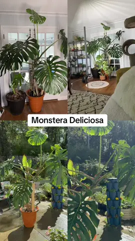 If plants are your vibe then your welcome here 🌿💚 #plantvibes #houseplants #monsteradeliciosa #indoorplants #plantcare 