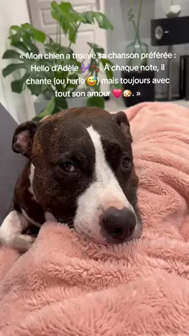 #chienchanteur #viraldog #dogtok #adelechallenge #chien 