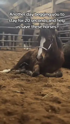 These gentle draft horses, once loyal workers in the fields, now face their final days in kill pens. After years of faithful service, they’ve been cast aside... old, injured, and unwanted. Unless we step in, they’ll be shipped for slaughter. Every pound, every penny makes a difference. Please help us give them the chance to live out their days in peace, dignity, and love.  🙏 Stay with us for 20 seconds, share, and donate if you can... even £1 can help save a life.#horselovers #fyp #animallovers #inspirewithlove 