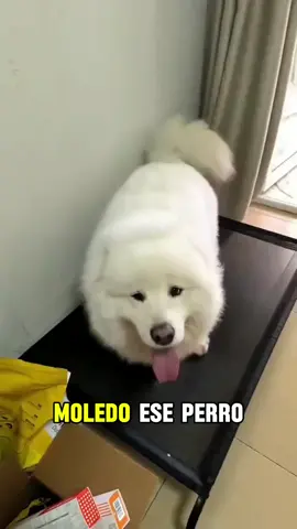 #samoyed #Samoyed #samoyedpuppy #samoyedsoftiktok #samoyedoftiktok 