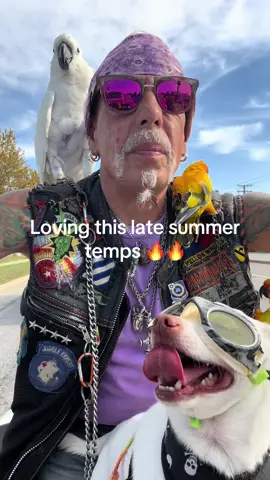 Can’t we just keep the temps in the 80’s ? #FYP #RescueAnimals #CockatoosOfTikTok #chihuahuastiktok #conuresoftiktok  
