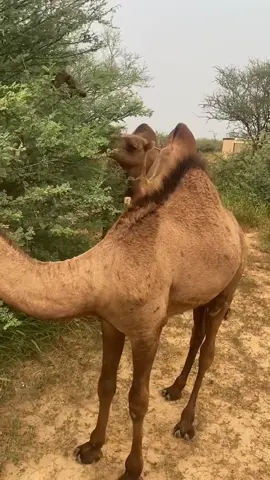 #في هذا اليوم 