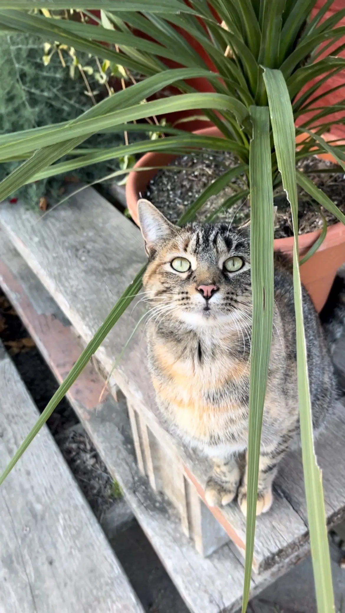 i miss my dog rip my baby #gutgutterzz #fyp 