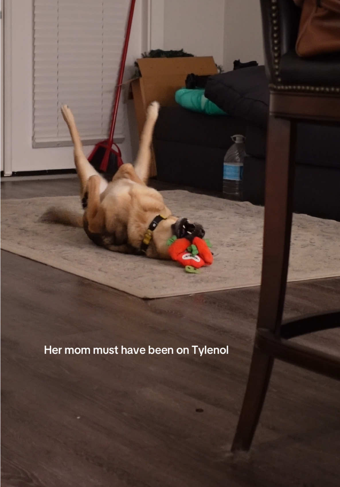 It was the Tylenol 😭😂 #funnyvideos #funnydogs #fyp #dogs #tylenol