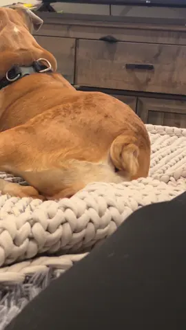 If you have a bulldog then you know 😂 #fyp 