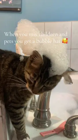 #catsoftiktok #PetsOfTikTok #funnycat #funnycatsoftiktok (no kitty cats were harmed in the making of this video!) 🫶🤣