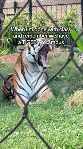 only at LSU 🐯 #college #fyp #campuslife #funny #viral 