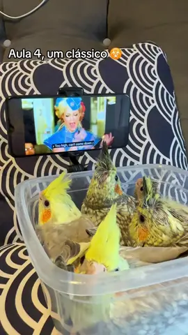 Aula 4: Toxic by @Britney Spears , sim, com legenda para aprenderem a letra também 🙆🏼‍♂️ #calopsitas #viraltiktok #toxic #britneyspears #filhotes 