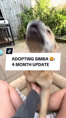 TikTok, it’s been a while 🥹 apologies for the lack of posts, we’ve been super busy loving our new life! Here’s an (almost) 4 month update on Simbas journey in his forever home 🏡 🐾 We still can’t get over how much our once nervous boy has improved over the past months, he’s a completely different dog with such a cheeky + funny personality! we can’t wait to see what the future holds for our boy 🐾 #adoptdontshop #rescuedog #dogadoption #dogtok #chowchow 