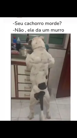 Cachorrão #animaisnotiktok #PetsOfTikTok #animais #musculação #Fitness 