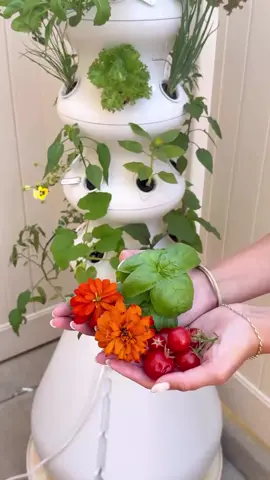 We’re still harvesting summer’s bounty 🌿💚 Drop your MVP seedling of the season in the comments! 👇️⁠ ⁠ ⁠ #lettucegrow #lettucegrowtogether #growyourownfood #gardenharvest #gardeningtips⁠ 