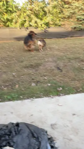 #adayinthelifeofsitka #dogsoftiktok 