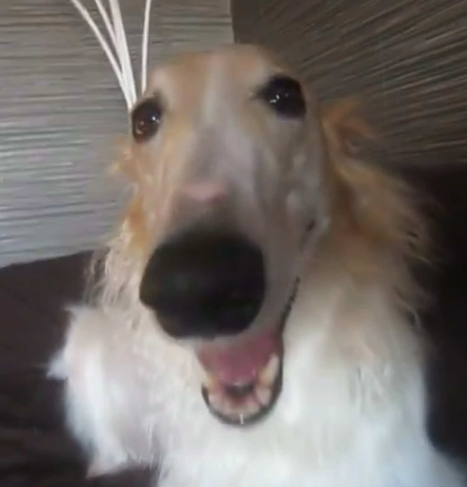be patient - Borzoi version | i saw everyone doing this trend and i wanted to hop on with my fave animal #trend #fyp #borzoi #borzoidog #bepatient 