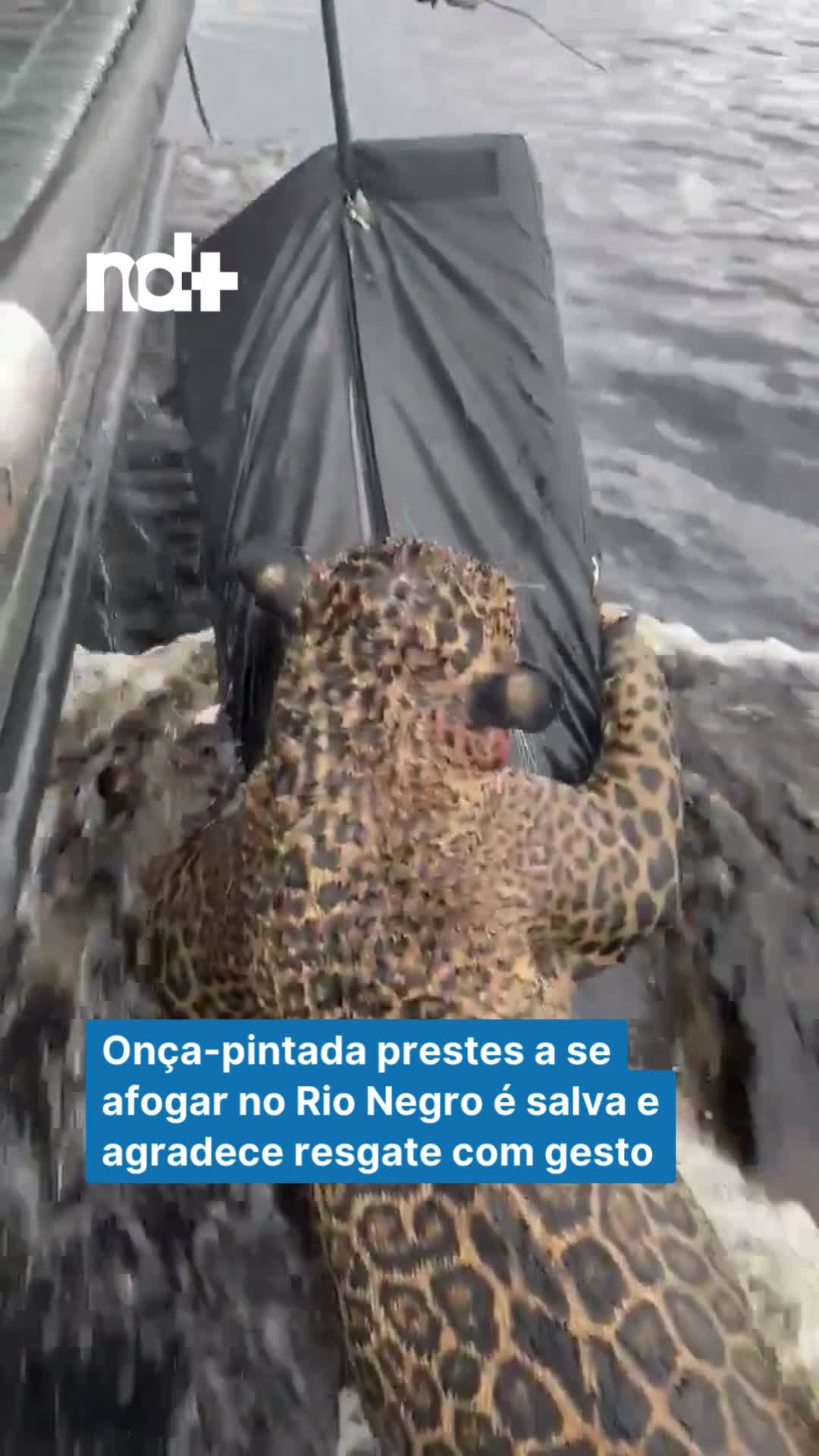 Uma cena emocionante marcou a manhã de quarta-feira (1º) em Manaus, Amazonas. Uma onça-pintada, exausta após horas tentando atravessar o Rio Negro, foi resgatada por agentes do Batalhão Ambiental. O vídeo do momento viralizou nas redes sociais, mostrando o felino agarrado a uma boia presa a um cambão, lutando para se manter à tona. Segundo os policiais, a onça tentava ir da margem direita para a esquerda, em direção ao Complexo Turístico da Ponta Negra. Sem forças, acabou desistindo e tentou retornar, mas quase se afogou. O resgate, rápido e delicado, evitou uma tragédia. Após ser retirada da água, a onça surpreendeu ao permitir um gesto inesperado: um dos agentes fez um leve cafuné em sua cabeça. Em vez de reagir de forma agressiva, o animal fechou os olhos e levantou o olhar para os policiais, em uma cena interpretada como um “agradecimento” pelo socorro. Leia em #NDmais 📷 Reprodução/ND #Manaus #Amazonas #OnçaPintada #ResgateAnimal #BatalhãoAmbiental #Fauna #MeioAmbiente #Natureza #AnimaisSilvestres