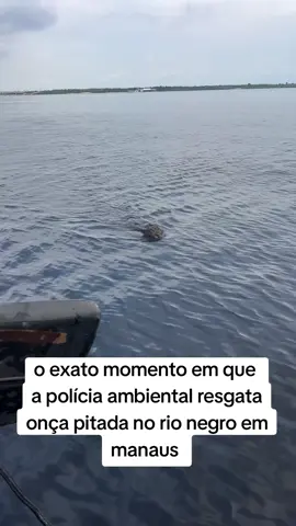 #oncapintada #onça #manaus #resgate #viraltiktok 