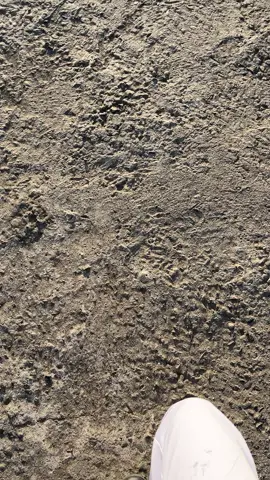 Info” 🤩#torajapride🏝️💥 #fypシ゚viral #tongkonanlempelolai 