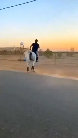 #السيره الهلاليه #مووايل مكرم المنياوي #تصميم_فيديوهات🎶🎤🎬 #المغرب🇲🇦تونس🇹🇳الجزائر🇩🇿 #على جرمون 