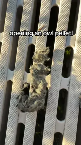love opening owl pellets!! what do you think the owl ate? psa: don’t touch wild owl pellets with hands - could have bacteria or gross stuff! #fyp #nature #Outdoors #Hiking #owl 
